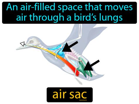 Air Sac Definition & Image | GameSmartz