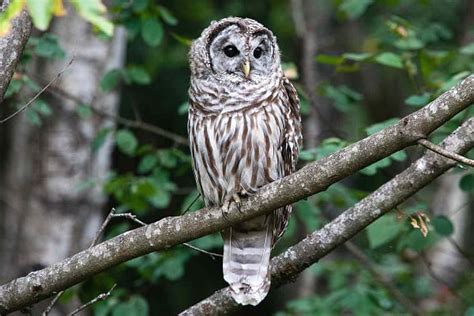 OWL Sound: Different Types of Owls and With Their Sounds