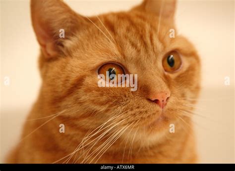 British shorthair ginger cat Stock Photo, Royalty Free Image: 16403542 - Alamy