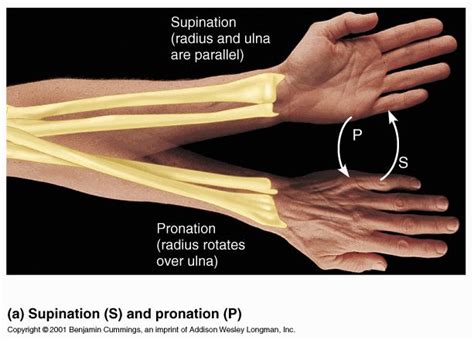 Supination and pronation of the forearm | Help For Lizzy... | Pinterest | Face down, The o'jays ...