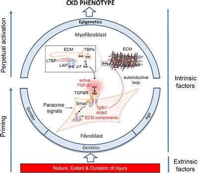 Frontiers | Progression of Tubulointerstitial Fibrosis and the Chronic Kidney Disease Phenotype ...