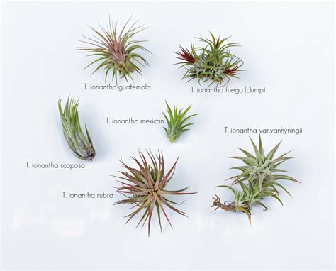 Tillandsia Ionantha Air Plant Varieties and Forms- Air Plant Design Studio