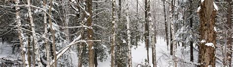 Winter forest landscape panorama Stock Photo by ©elenathewise 59668437