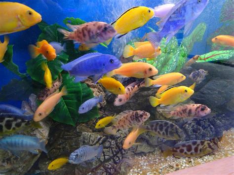 How to Setup an African Cichlid Tank