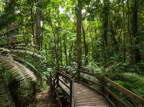 4 Incredible Rainforest Walks Near Cairns | Fitzroy Island