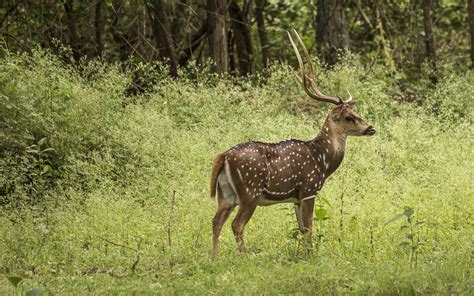 Chital deer - PixaHive