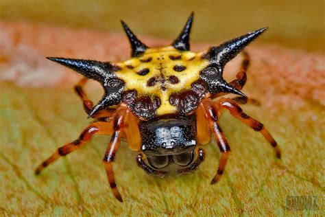 Spiny Orb Weaver Spider On A Dry Leaf | Spiny orbweaver spid… | Flickr - Photo Sharing!