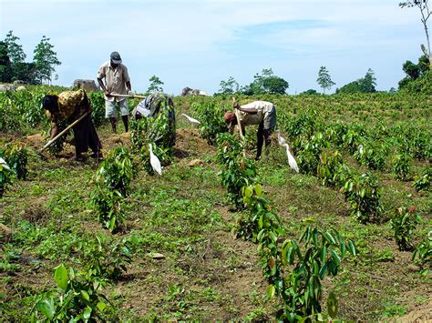 Ellen's Organic Farm: Process of harvesting and manufacturing of Ceylon Cinnamon