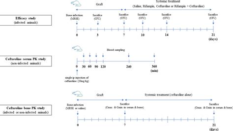 Efficacy of ceftaroline and rifampin, alone or combined, in a rat model ...