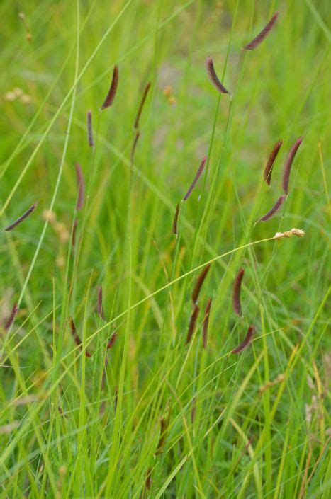 Bouteloua gracilis - Blue Grama | Warm season grass, Lawn alternatives, Moon nursery