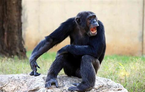 Chimpanzee Strength: Force, Agility, Speed, Myth, Facts - Primates Park