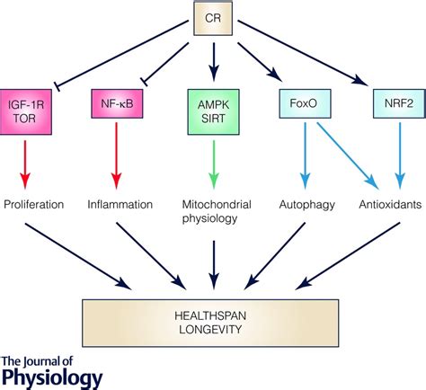 Calorie restriction as an intervention in ageing - López‐Lluch - 2016 ...