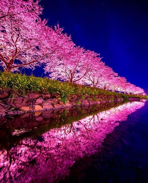 Cherry blossom night : pics