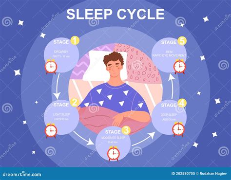 Sleep Cycle Infographics. Stage Of Sleep During Cartoon Vector ...