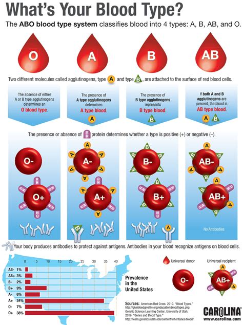 Blood Type Infographic - Blood Type Info