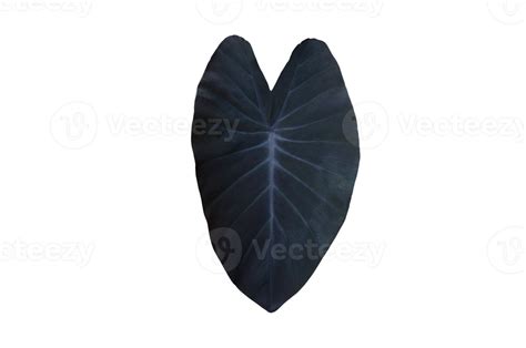 Isolated elephant ear leaf or black magic leaf with clipping paths. 12625132 PNG