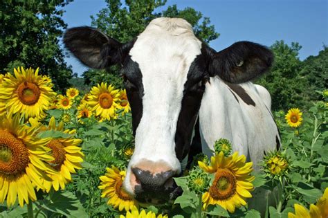 Holstein Cow in a Farm Sunflower Field | COWS!!! | Pinterest | Holstein cows, Cow and Animal