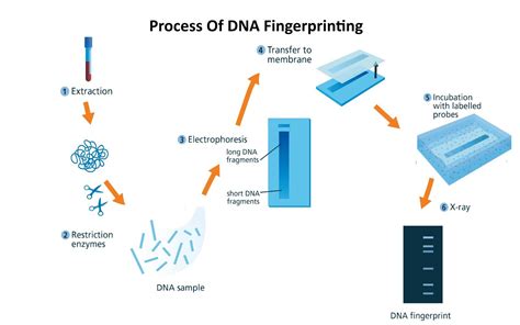 Dna Fingerprinting In Forensics Worksheet