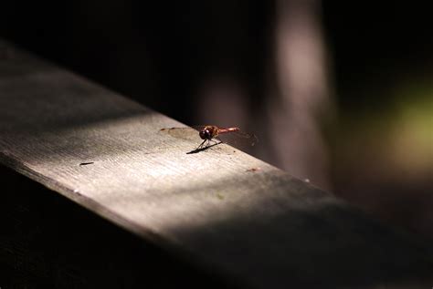 Dragonfly Macro Nature - Free photo on Pixabay - Pixabay