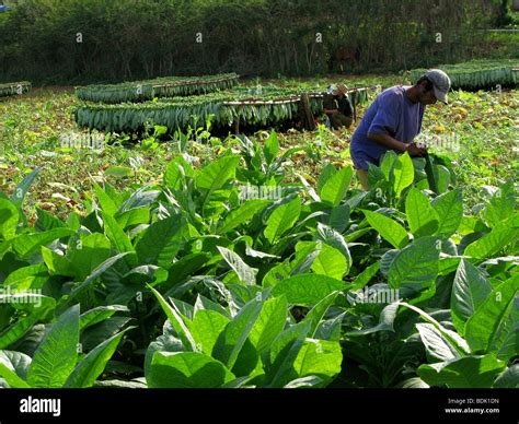 Harvesting tobacco leaves hi-res stock photography and images - Alamy