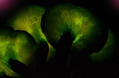 10 Cool Facts About Bioluminescent Mushrooms (and Where to Find Them ...