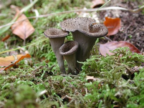 Fresh Black Trumpet Mushrooms