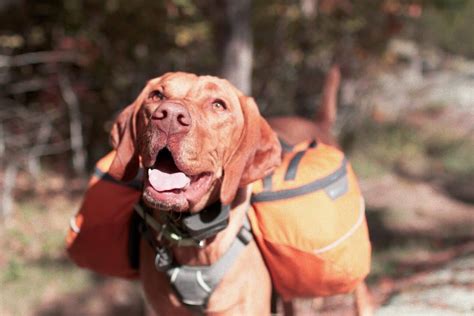 The Complete Dog Hiking Gear List - The Adventure Junkies