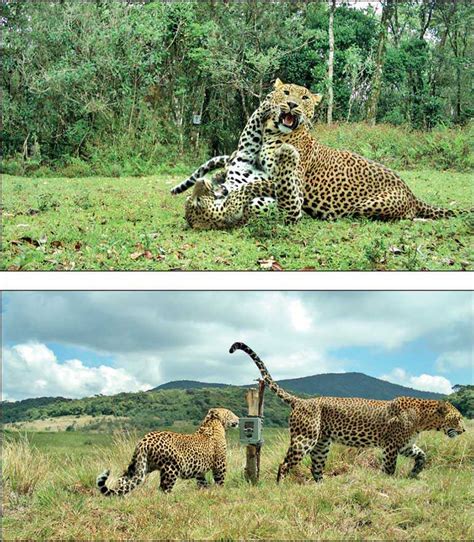 WNPS lecture on 17 January to focus on leopards of Horton Plains National Park | Daily FT