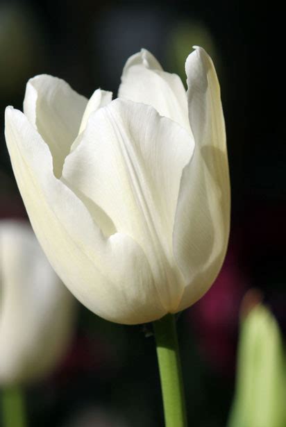 White Tulip Flower Free Stock Photo - Public Domain Pictures