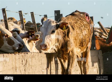 Injured cow on the edge of the corral Stock Photo - Alamy