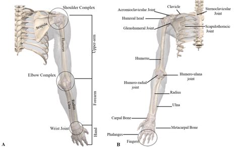 Upper Limb Skeletal Articulation Worksheet Docx Real Anatomy Upper | My XXX Hot Girl