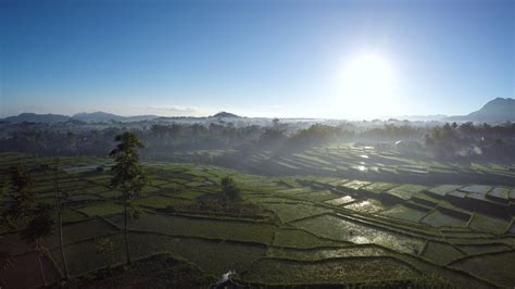 Aerial Stock Drone Footage of Rice Paddy Fields 3