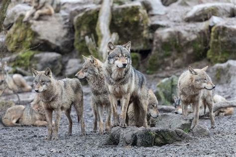 U.S. Fish and Wildlife Service proposes delisting all gray wolves under ...