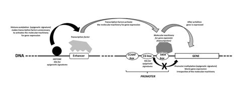 IBE — Science of learning portal — Epigenetics and learning: How the environment shapes gene ...