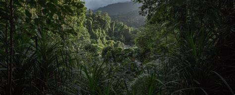 Wet Tropics Rainforest - a Prehistoric Wonder | Tropical North QLD