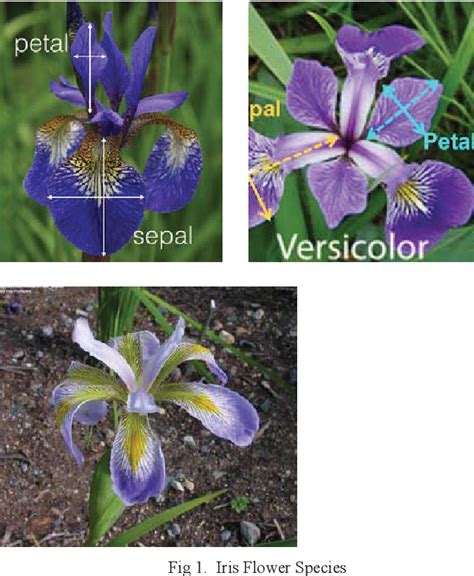 Iris Flower Species Identification Using Machine Learning Approach ...