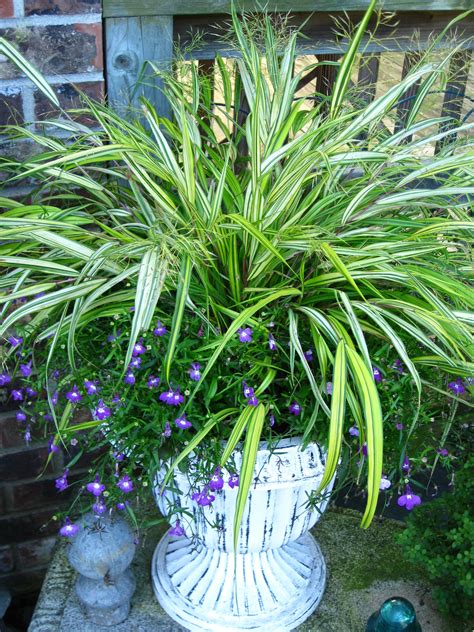 Ornamental Grass Growing Grass, Ornamental Grasses, Comfort Zone, Container Gardening ...