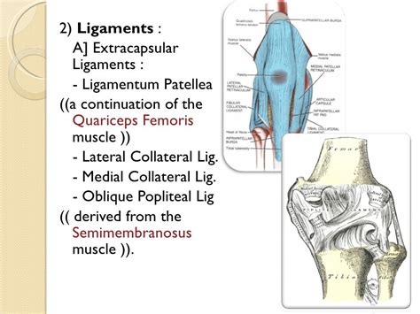 2) Ligaments : A] Extracapsular