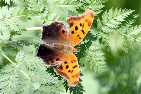 Digital Photography - Question Mark Butterfly and its Angel Wings