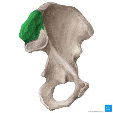 Sacroiliac joint: Anatomy, function | Kenhub