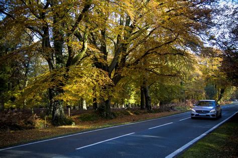 Autumn in The New Forest – Henry Szwinto - Photography