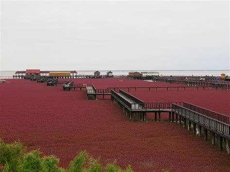 Panjin Red Beach, China | Amusing Planet