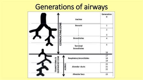 Tracheobronchial tree anatomy and bronchoscopy