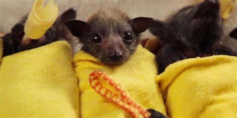 These Baby Bats Wrapped Up In Tiny Blankets Are Just Too Adorable | HuffPost UK