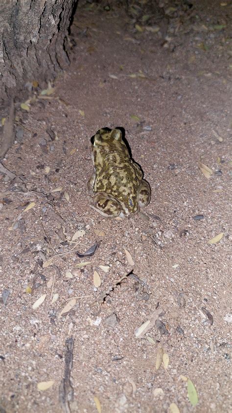 Sonoran Desert Toad Baby