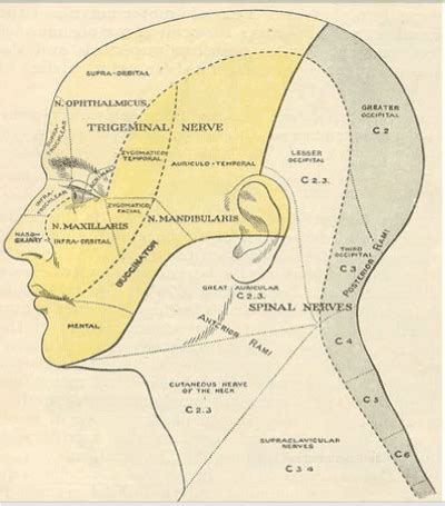 Facial pain from various sources-diagnoses and differential diagnoses