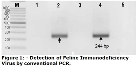 PCR Diagnostic Test for Feline Immunodeficiency Virus (FIV) – Rhone Ma Holdings Berhad