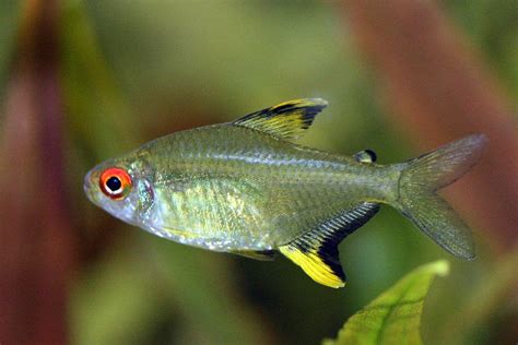 13 Awesome Types of Tetras: Complete Tetra Species Guide | BYA