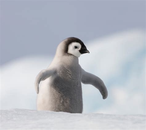 Cute Penguins | Cute Mighty Pictures