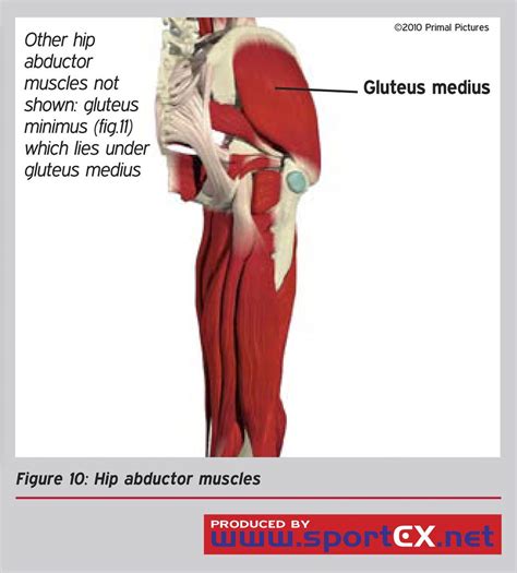 Hip abductor muscles | sportEX medicine 2011;47(Jan):7-11 | sportEX journals | Flickr